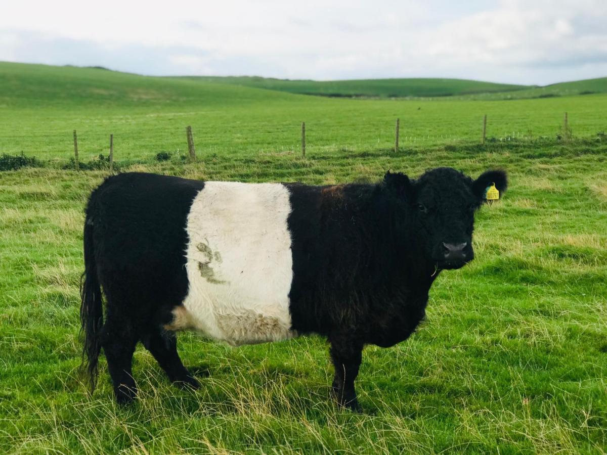 Bunnahabhain 5 - Farm Stay - Stunning Sea And Rural Views Stranraer Kültér fotó